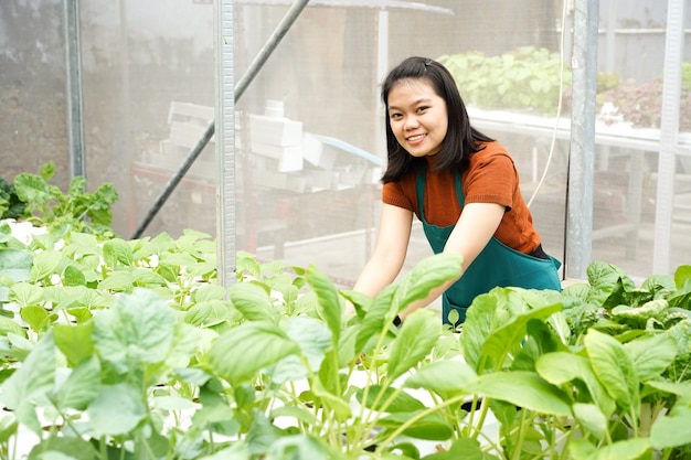 젊은 아시아 여성 농부가 수경법 야채를 돌본다