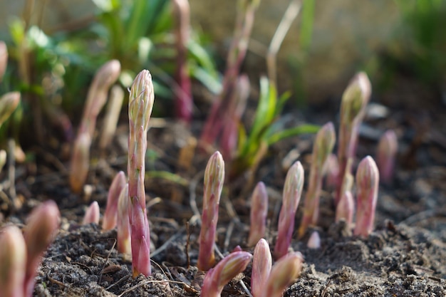 Giovani germogli di asparagi in giardino. cibo salutare