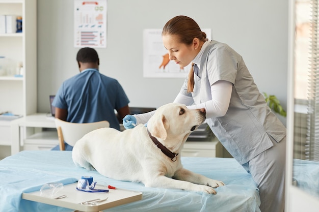 동물에게 예방 접종을 하는 동안 아픈 개를 구부리는 수의사의 젊은 조수