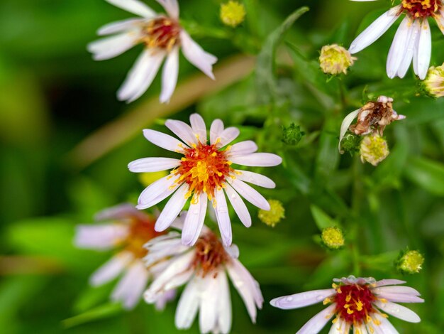 Young aster flowers in vibrant colors