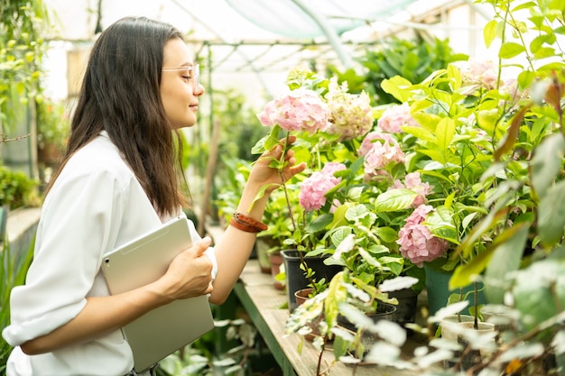 タブレットを持つ若い魅力的なビジネス女性の庭師は、温室でアジサイの花を嗅ぎます。