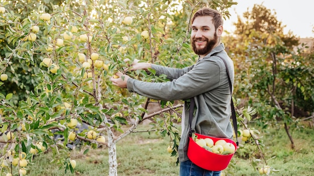 Young attractive farmer male worker crop picking apples in orchard garden in village during autumn harvest Happy man works in garden harvesting fold ripe apples in bucket Long web banner