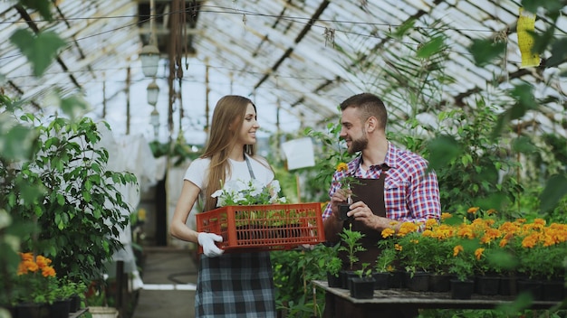 Young attractive florists couple in apron working in greenhouse