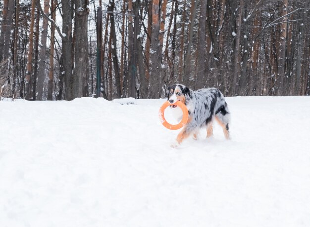 Young australian shepherd merle with blue eyes runing and playing with puller in winter forest. Dog in snow.