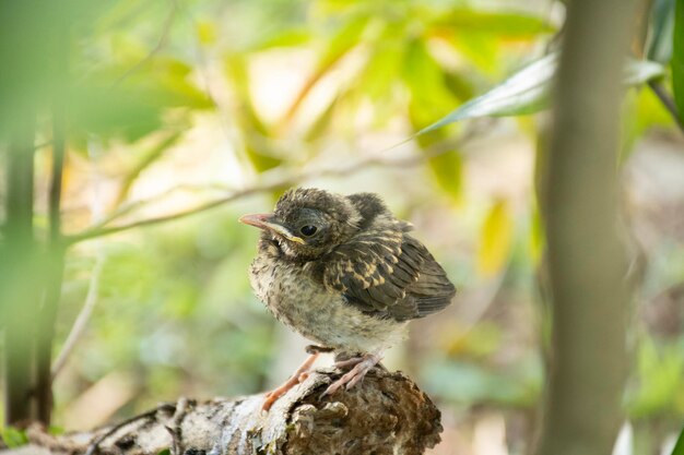 Young baby bird on tree trunk in nature with focus on its little eye