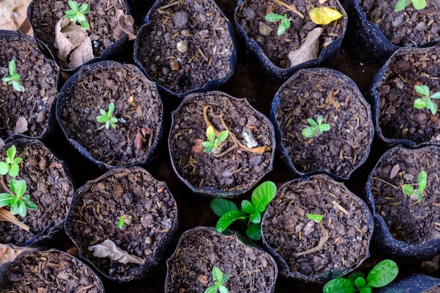 Photo young baby trees