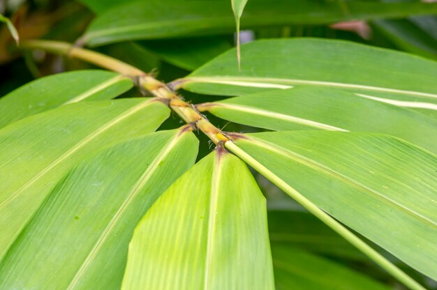 写真 幼い竹の葉 バンブーサ・ヴュルガリス (bambusa vulgaris) は,自然の背景のために保育所にいます.