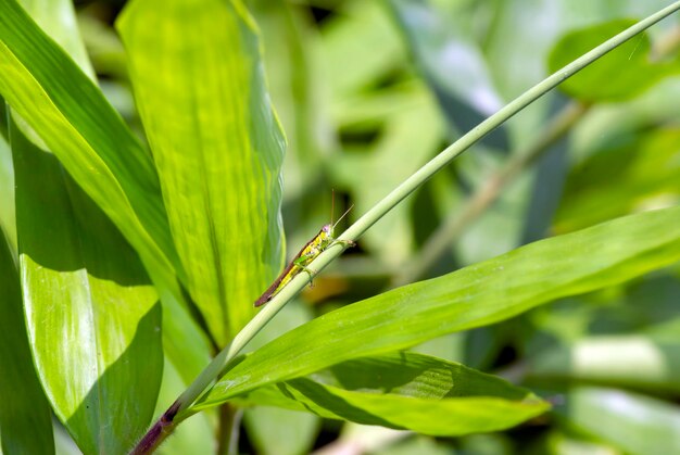 自然の背景のために幼稚園で若い竹の植物Bambusa sp 浅い焦点
