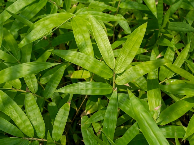 幼い竹の植物 バンブーサ・スペース (Bambusa sp. in the nursery for natural background) 浅い焦点を当てている