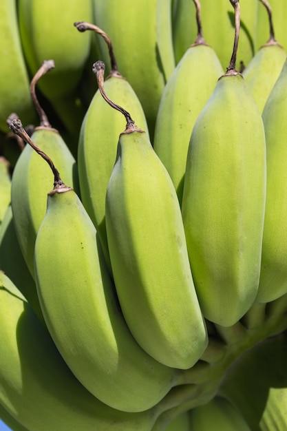 Young banana bunch close-up