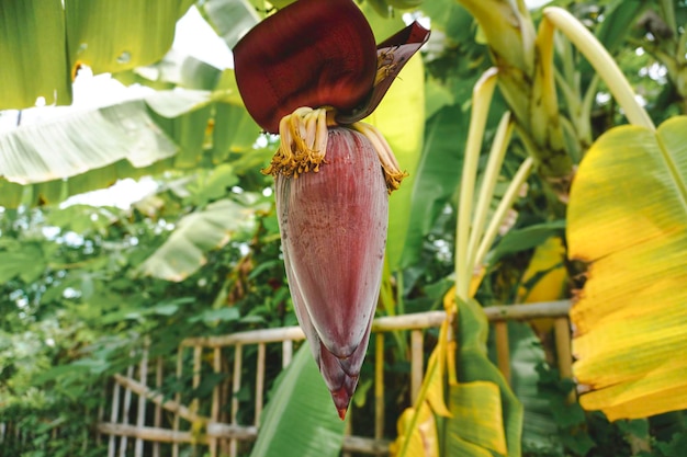 Young Banana flower blossom in the three