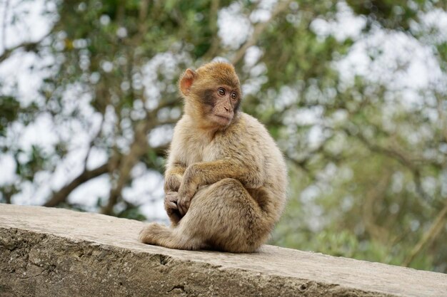 Young Barbary Macaque monkey sitting on stone wall