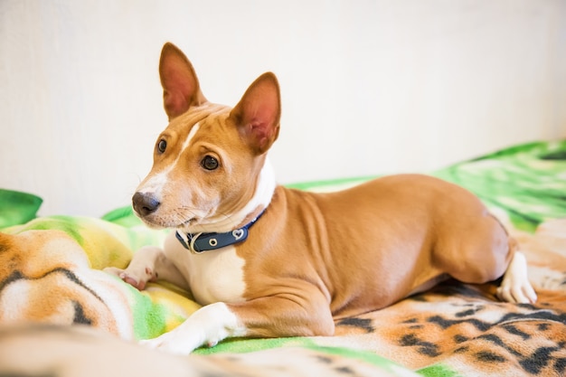 Giovane cane basenji sdraiato sul letto