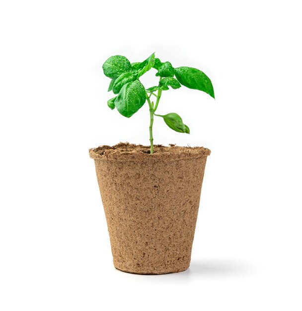 A young basil sprout in a pot is isolated on a white wall. Side view.