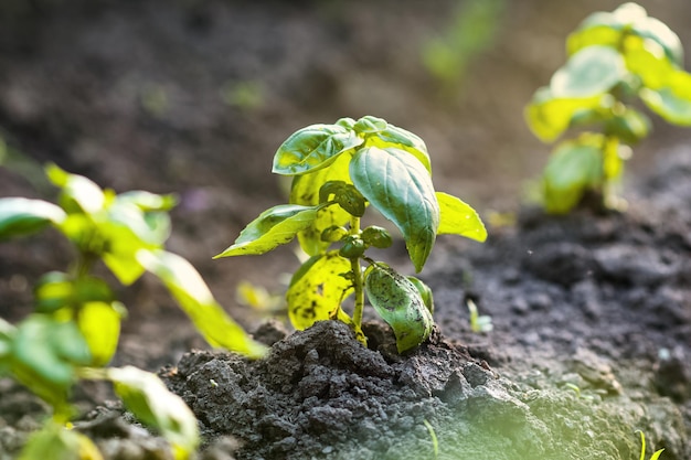 Young basil sprouts on the beds in the sunlight Growing basil and lettuce bushes in the garden