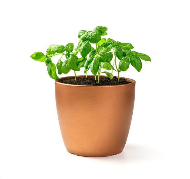 Young basil sprouts. A potted plant. Side view. The concept of cultivation.