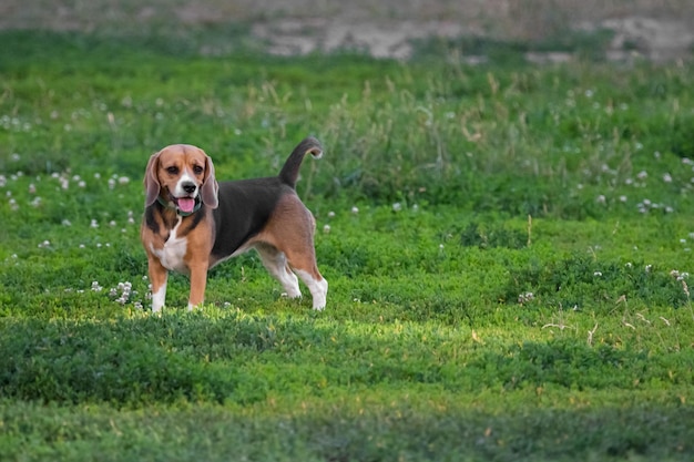 여름에 잔디밭에 젊은 바셋 하운드 순종 개 바셋 하운드 품종 네발 달린 애완 동물