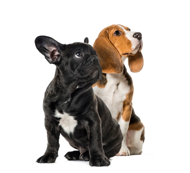 Photo young beagle sitting with black french bulldog puppy, looking up , in front of white background