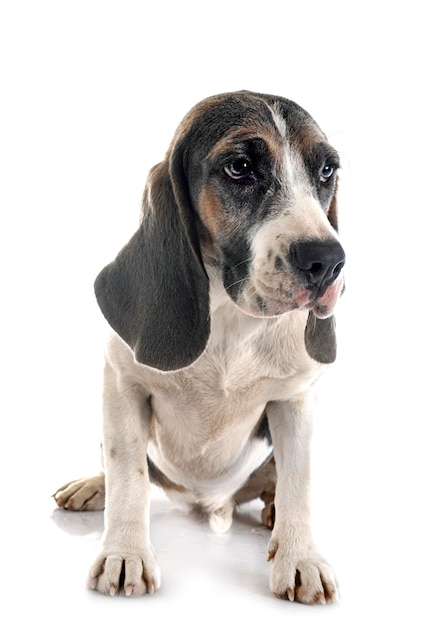 Young beagle in studio