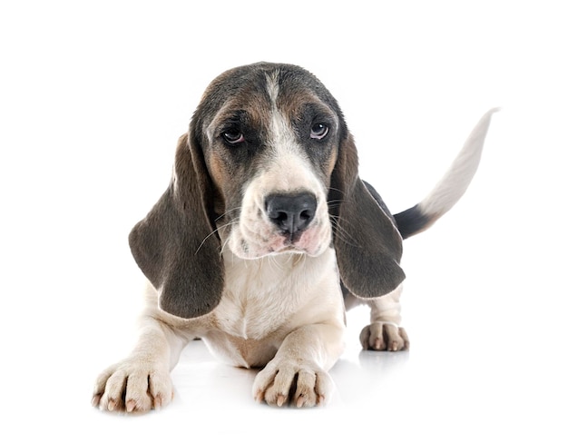 Young beagle in studio