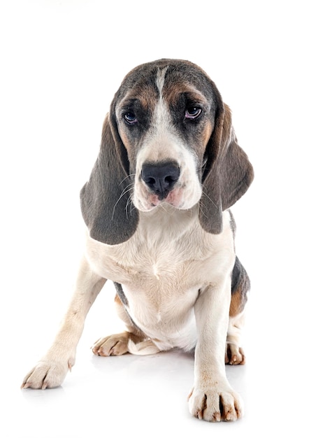 Young beagle in studio