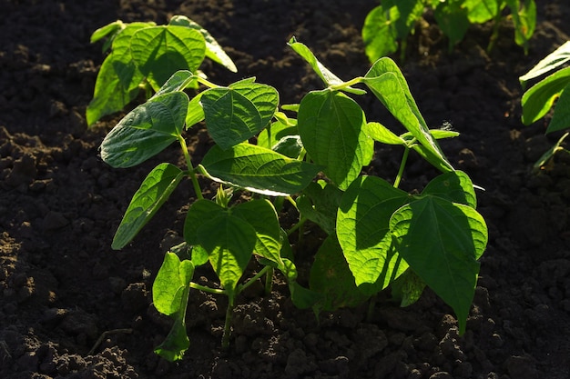 young bean bush grows on a farm in the garden