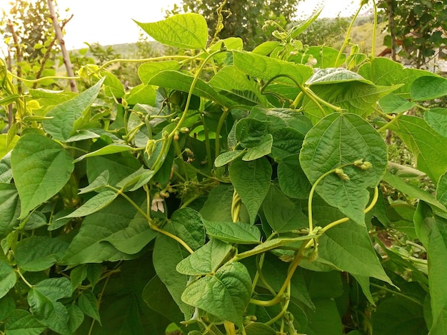 Young beans plants growing and blooming close up