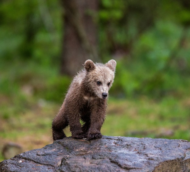 若いクマは大きな石の上に立っています