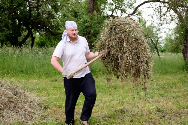 Young bearded man collects dried hay.