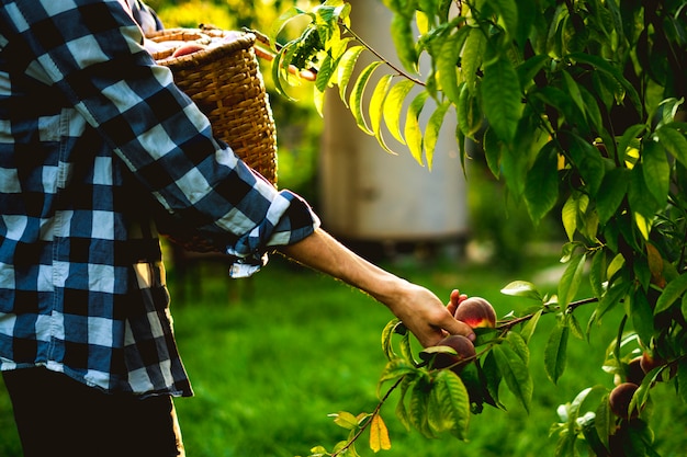 Young bearded man picks peaches from tree into basket with lighten sun through the tree