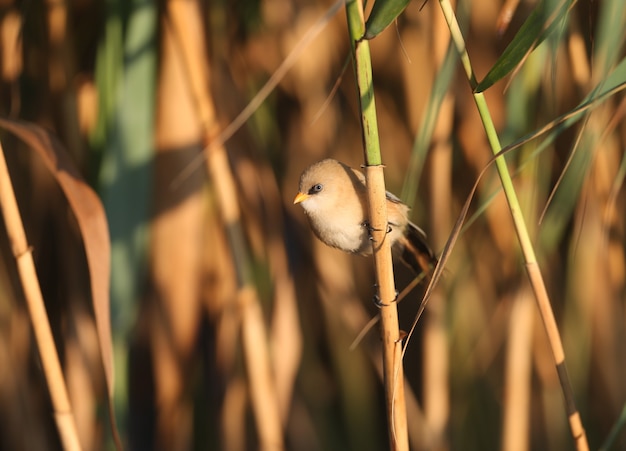 ヒゲガラ（Panurus biarmicus）としても知られる若いヒゲガラは、黄金の時間の柔らかな朝の光の中で、その自然の生息地でクローズアップで撮影されています