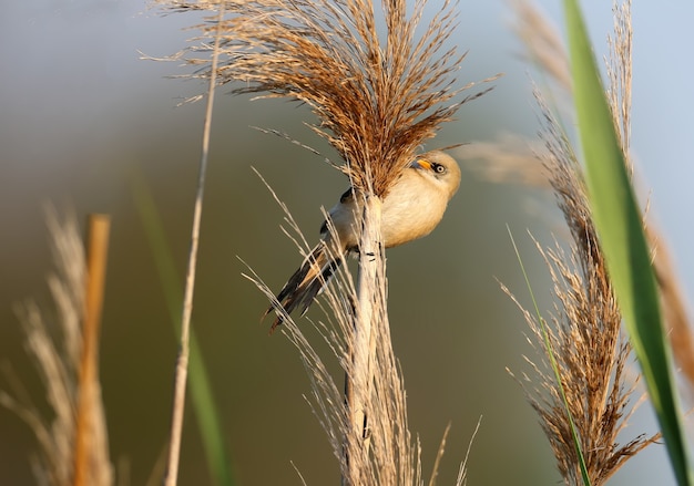 young bearded reedling, also known as bearded tit