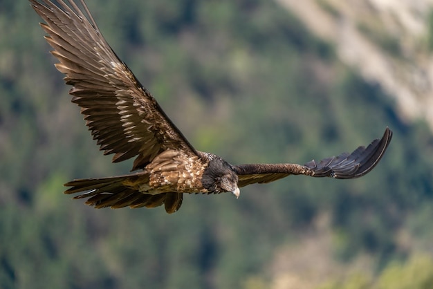 Foto giovane avvoltoio barbuto che vola e guarda a terra
