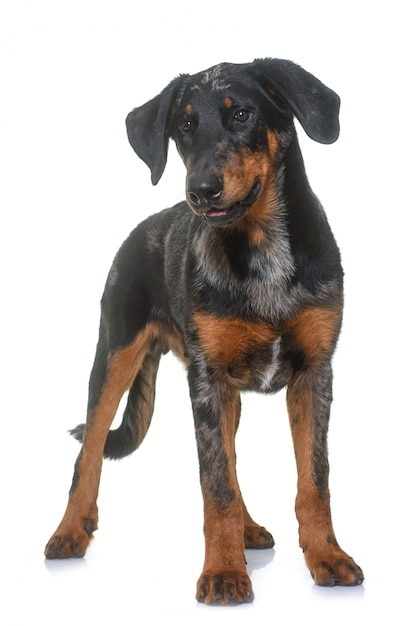 Giovane beauceron isolato