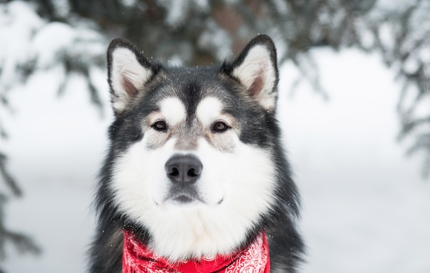 young beautiful alaskan malamute dog face in red scarf. winter forest.