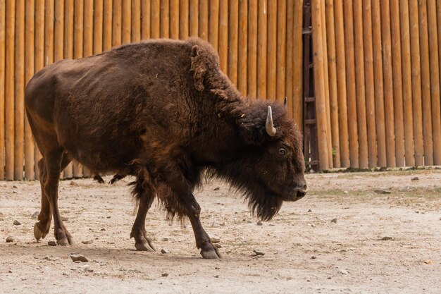 Foto giovane bel bisonte