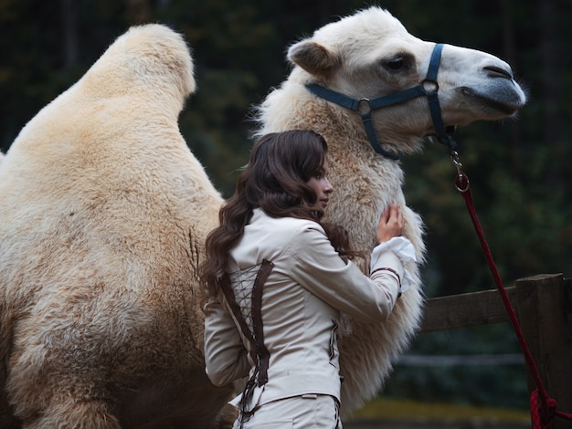 Young beautiful brunette in a rider costume next to a big white camel