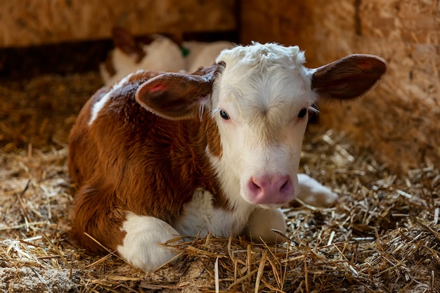 Young beautiful calf lying on hay