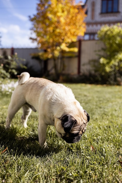 A young beautiful dog of the pug breed walks on the street and runs along the green grass