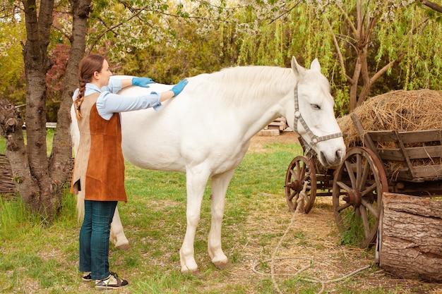 A young beautiful female vet inspects a white horse