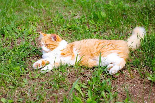 Young beautiful fluffy ginger cat is resting on the grass on a summer day walking with pets