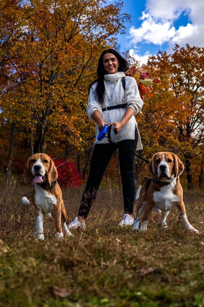 A young beautiful girl walks in the autumn forest with two active beagle dogs