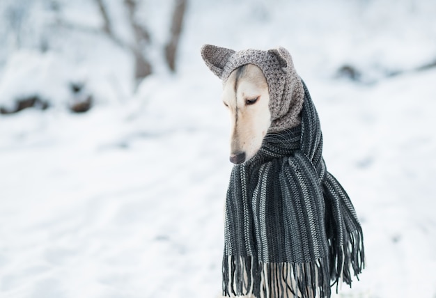 Young beautiful saluki dog in grey knit hat and scarf in wintet close up portrait. Hound.