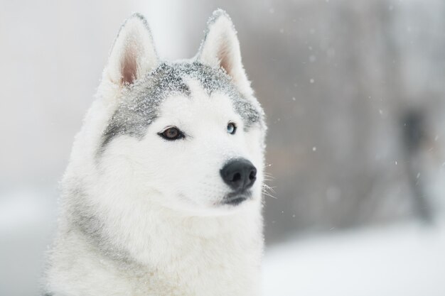 겨울에 젊은 아름 다운 눈 덮인 시베리안 허스키