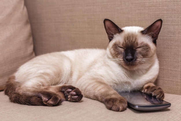 Young beautiful Thai cat lying on the couch and playing with a mobile phone Pet selects an application for entertainment