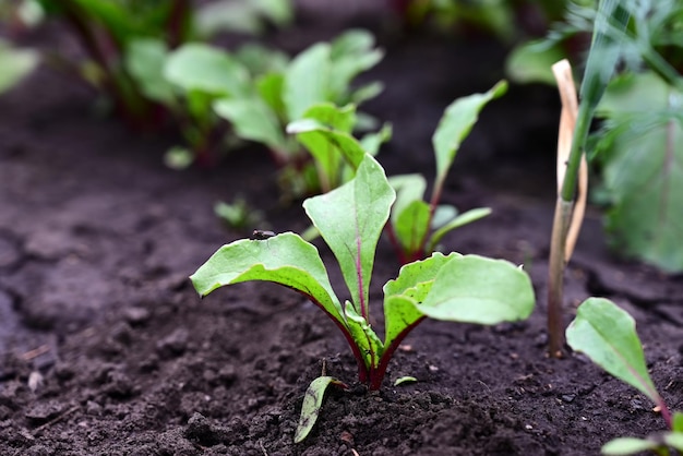 young beet sprouts on a garden bed