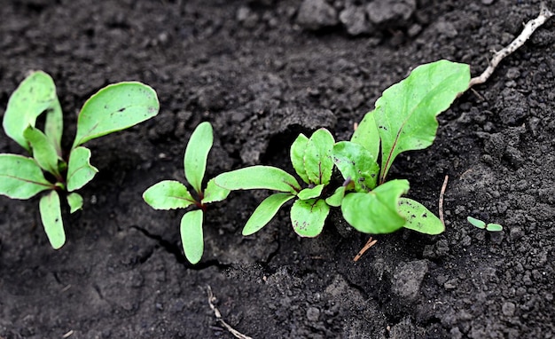 Young beet sprouts on a garden bed