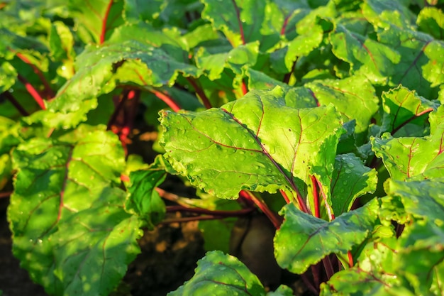 young beets with drops of water on the leaves grow in the garden after watering