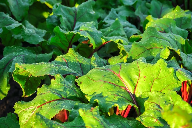 young beets with drops of water on the leaves grow in the garden after watering