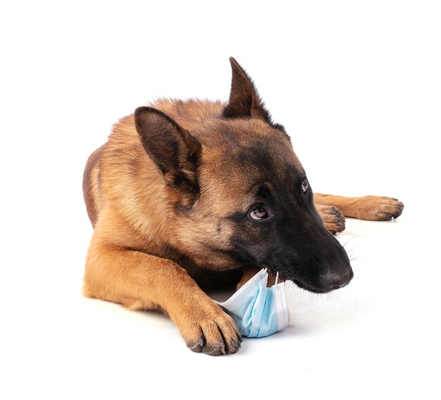 Young Belgian Shepherd dog Malinois eating a protective mask isolated